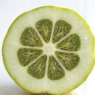 Ekstrakt z Gorzkiego Melona