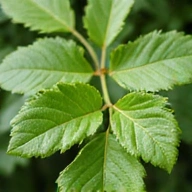Gymnema Sylvestre