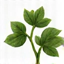 Gymnema Sylvestre
